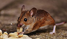 24 Hour & Emergency Exterminators in Rainsboro, OH